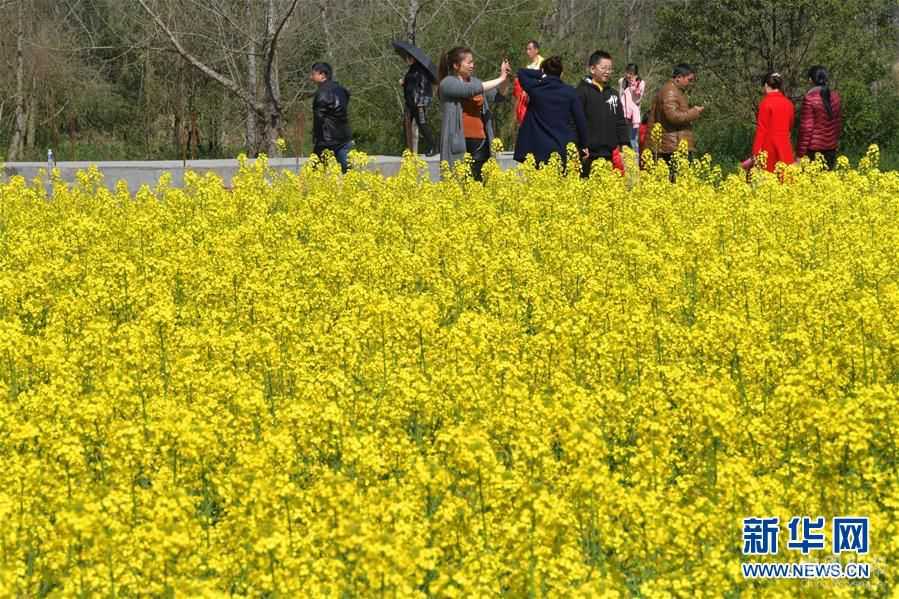 贛西大地 油菜花開(kāi)