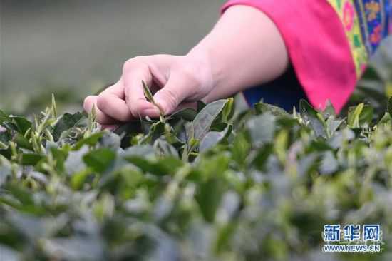 （社會(huì)）（2）福鼎茶鄉(xiāng)迎來白茶開茶季