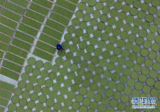 （社會(huì)）（5）福鼎茶鄉(xiāng)迎來白茶開茶季