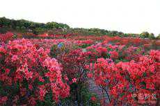 第三屆長(zhǎng)沙杜鵑花旅游文化節(jié)在長(zhǎng)沙園林生態(tài)園啟動(dòng)