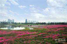 長(zhǎng)沙洋湖濕地體育公園：百畝芝櫻花含苞待放