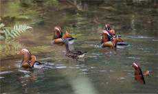 南山國(guó)家公園：自然生態(tài)成為眾多遷徙鳥(niǎo)類(lèi)棲息樂(lè)園