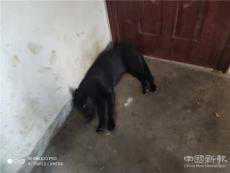 二樓居民養(yǎng)多只狗遭居民投訴 委會(huì)上門(mén)多次“狗狗挪窩”