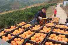 18萬噸宜章臍橙，銷去哪了？