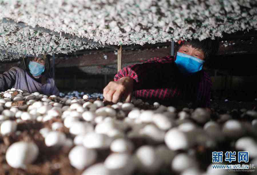 (社會(huì))(1)河北內(nèi)丘:扶貧產(chǎn)業(yè)復(fù)產(chǎn)促增收