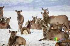 新疆哈密：實拍天山馬鹿結群覓食 成雪域草原靚麗風景