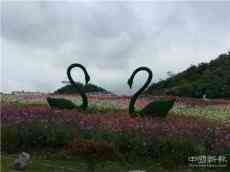 百里杜鵑景區(qū)今日中午十二點恢復開放