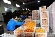 崀山臍橙線上線下發(fā)力駛入銷售“快車道”