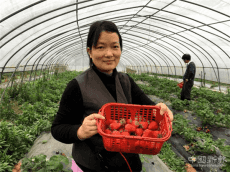 “紅珍珠”，映紅致富路