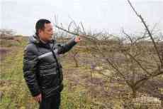 貴州蜂糖“李”的創(chuàng)業(yè)傳奇：兩棵樹意外結合成就千畝果林