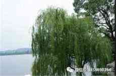 ?湘北家鄉(xiāng)的春天，是一首冷俊又溫暖的詩！