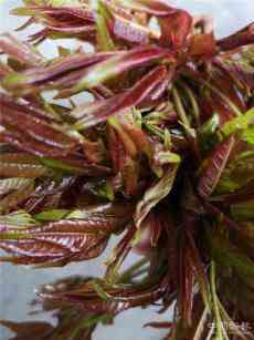 椿上枝頭分外香