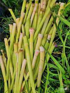 洞庭湖沅江特產(chǎn)蘆筍《蘆筍情》之一