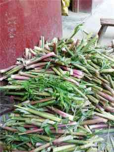 抗擊疫情，湖南沅江共華鎮(zhèn)教師蘆葦蕩中現(xiàn)身手