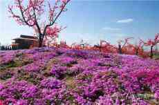 慶陽(yáng)這里的芝櫻花怒放，快來(lái)一場(chǎng)春天的浪漫邂逅吧！