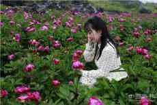 芍藥花開(kāi)芳菲四月-------湖南邵東斫曹展開(kāi)鄉(xiāng)村旅游迷人畫(huà)卷