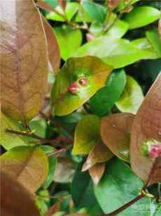 散文 | 萬物興歇皆自然