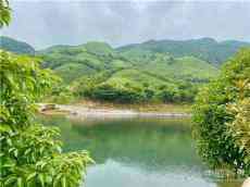 三峰茶園：生態(tài)百疊嶺 火焰殺茶蟲