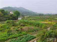 散文 | 家鄉(xiāng)的兩座青山