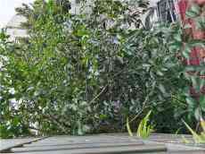 散文 | 清涼桂樹新，一雨洗諸塵