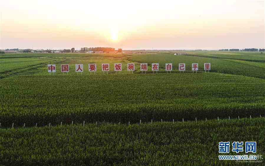 （在習(xí)近平新時(shí)代中國(guó)特色社會(huì)主義思想指引下——新時(shí)代新作為新篇章·習(xí)近平總書記關(guān)切事·圖文互動(dòng)）（1）讓百姓吃得飽還要吃得好——夯實(shí)糧食安全基礎(chǔ)端牢中國(guó)飯碗
