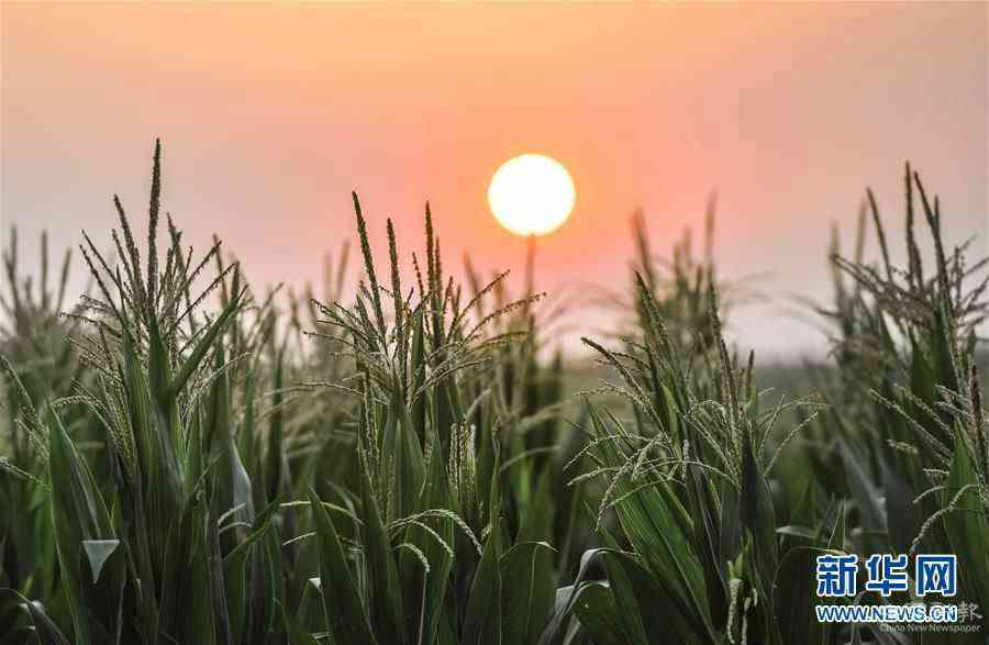 （在習(xí)近平新時(shí)代中國(guó)特色社會(huì)主義思想指引下——新時(shí)代新作為新篇章·習(xí)近平總書記關(guān)切事·圖文互動(dòng)）（7）讓百姓吃得飽還要吃得好——夯實(shí)糧食安全基礎(chǔ)端牢中國(guó)飯碗