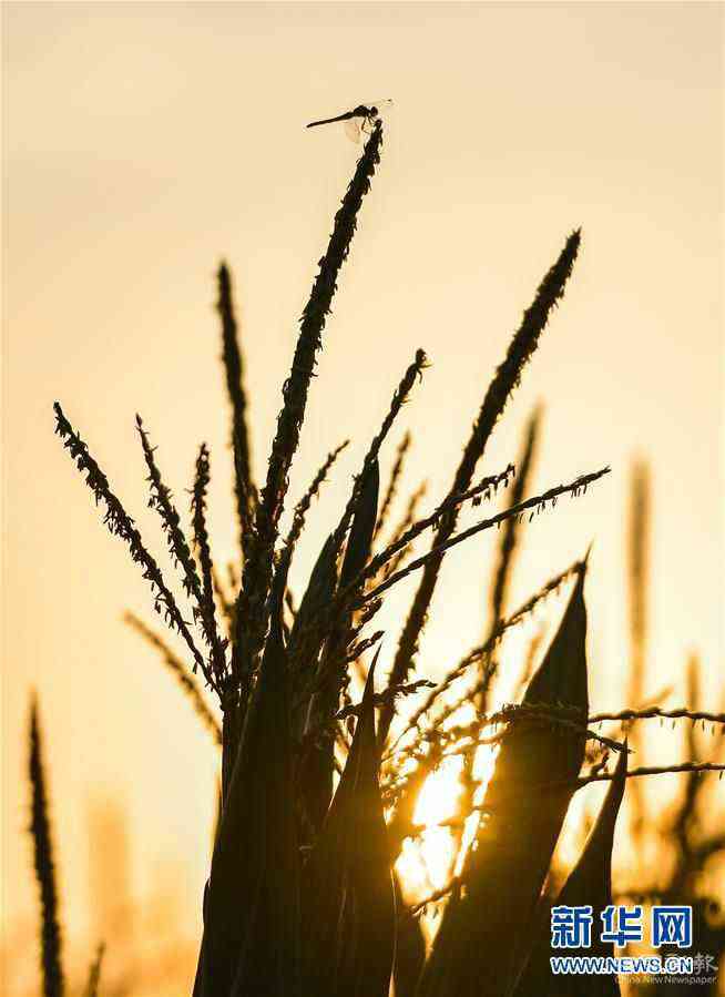（在習(xí)近平新時(shí)代中國(guó)特色社會(huì)主義思想指引下——新時(shí)代新作為新篇章·習(xí)近平總書記關(guān)切事·圖文互動(dòng)）（9）讓百姓吃得飽還要吃得好——夯實(shí)糧食安全基礎(chǔ)端牢中國(guó)飯碗