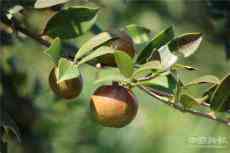 貴州天柱：油茶種植綜合產(chǎn)值2.77億 帶動多產(chǎn)業(yè)互動發(fā)展