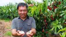 堅守初心三十年 百畝荒山變桃園