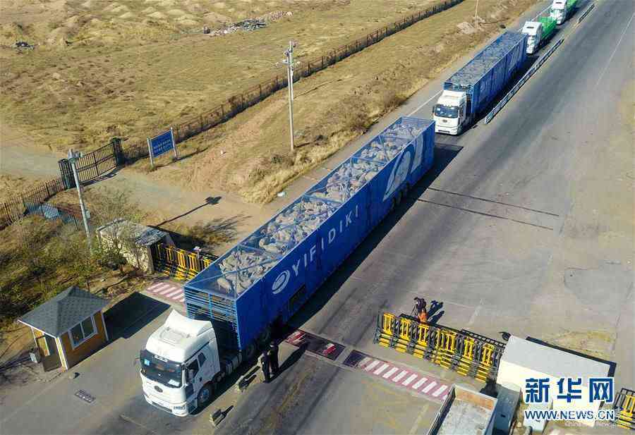 （社會）（9）中國開始接收蒙古國3萬只“捐贈羊”