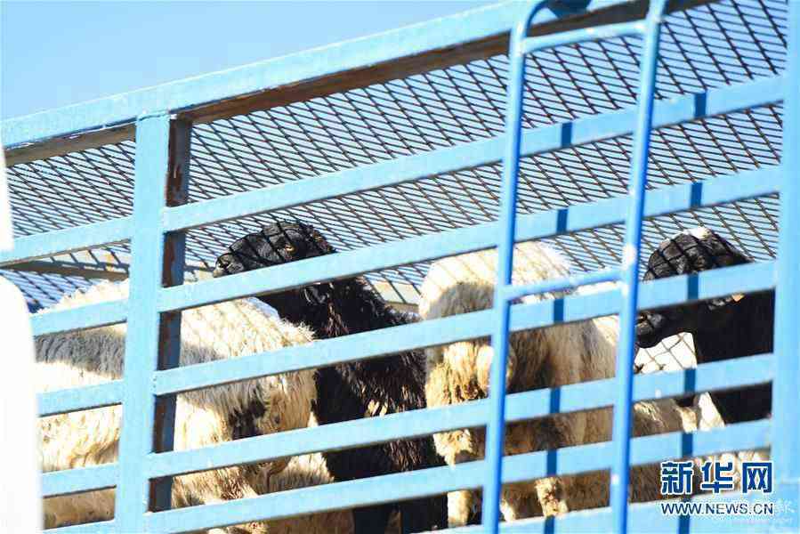 （社會）（12）中國開始接收蒙古國3萬只“捐贈羊”