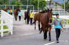 農業(yè)農村部：積極推進大灣區(qū)馬匹運動產業(yè)發(fā)展