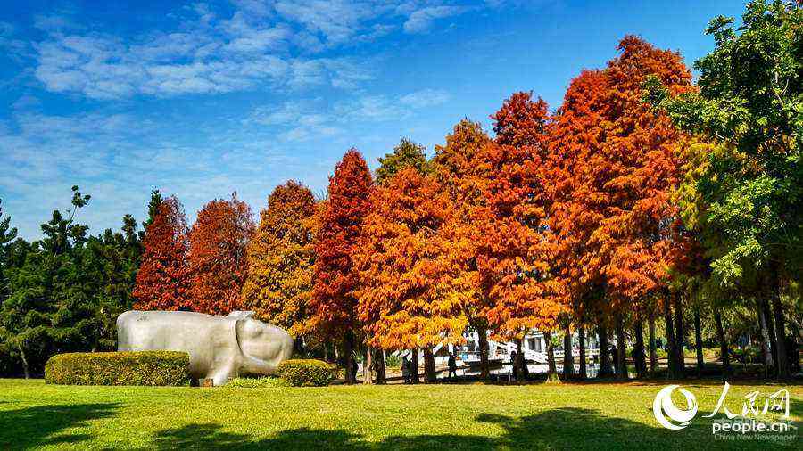 位于廈門市南湖公園的落羽杉。廈門廣電供圖