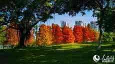 一城春色半城花?廈門進(jìn)入賞花好時(shí)節(jié)