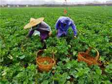 安徽休寧：科學(xué)種植促增收