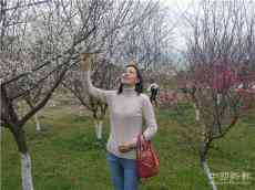 安徽休寧：梅花競(jìng)相綻放　鄉(xiāng)村游受追捧 