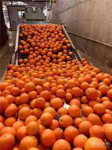湖南新寧縣黃龍鎮(zhèn)：臍橙逆襲熱銷增產(chǎn)3000余萬元