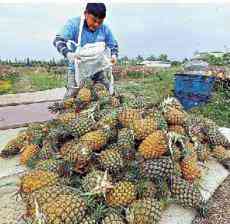 臺籍代表蔡培輝：?蔡政府炒作“菠蘿事件”挑起兩岸對立