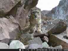 人大代表向總書記展示的兩張“大萌貓”，到底什么來頭？