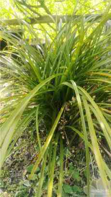 中國百里杜鵑第三屆蘭花展覽會將于4月9至11日舉行