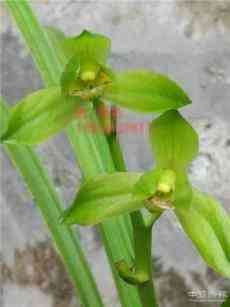 中國百里杜鵑蘭事：從4300到11萬……