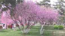 河北保定：春回大地百花開(kāi) 游人欣賞拍照來(lái)