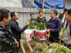 “中鎂酒業(yè)杯”中國百里杜鵑第三屆蘭花展覽會持續(xù)升溫