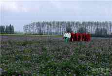 安徽廬江：4萬(wàn)畝紫云英花開(kāi)成海