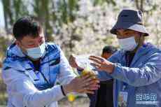 新疆：梨農(nóng)授粉用上無人機