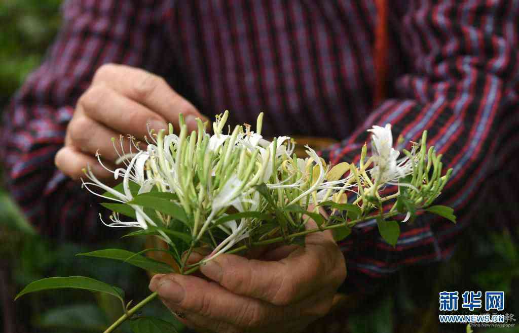 4月13日，在馬山縣加方鄉(xiāng)大陸村，農(nóng)民在采摘金銀花。時下，廣西馬山縣進(jìn)入金銀花采摘季，當(dāng)?shù)剞r(nóng)民搶抓農(nóng)時，采摘金銀花供應(yīng)市場。馬山縣金銀花種植面積超過4萬畝，是助力當(dāng)?shù)剞r(nóng)民增收的重要產(chǎn)業(yè)。