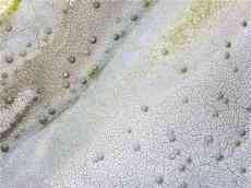 臺灣高雄第一大湖干枯 網(wǎng)友：20年來見過最扯的