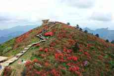 萬畝杜鵑“花?！笔⒎牛憬橹萘汉t色霸屏