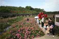 紅心向黨金甲花開，這個(gè)“五一”浪漫啟程