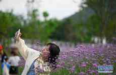 廣西柳州：昔日荒草灘變身生態(tài)公園
